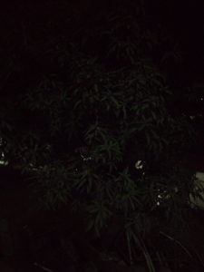 Tecno Camon CM Night Shot without Flash 1